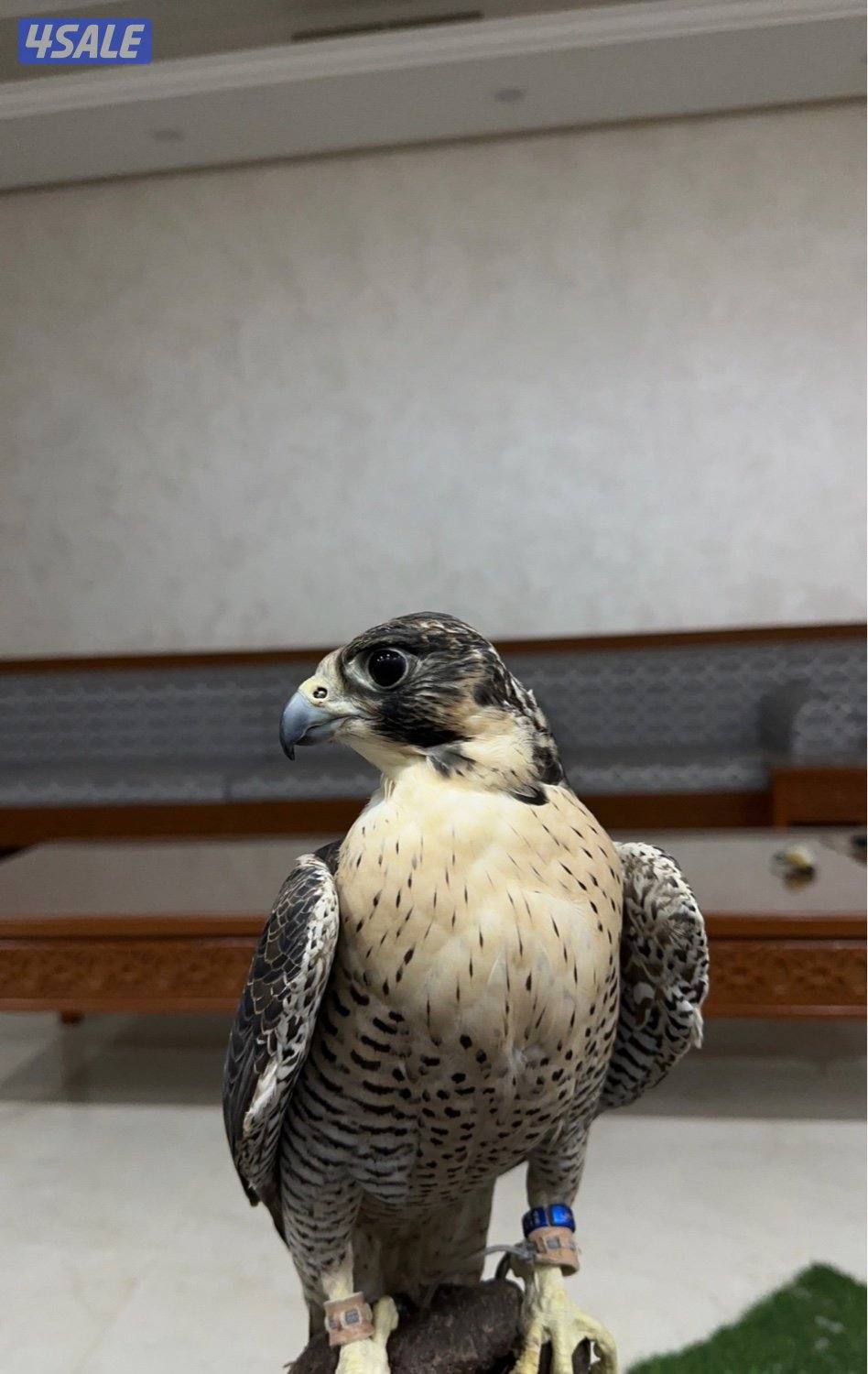 قرناس شاهين بحري4