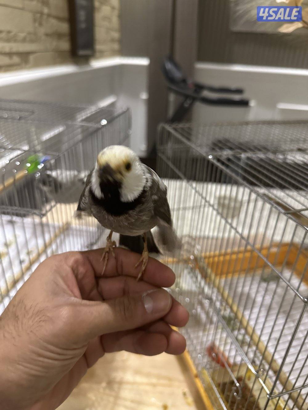 طير بلبل نادر0