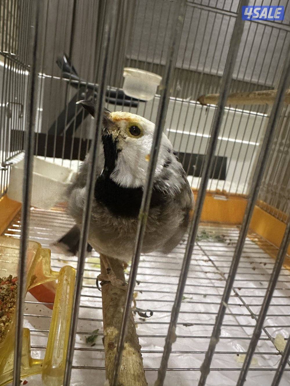 طير بلبل نادر1