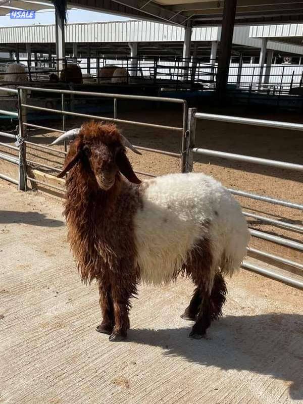 6620137@ ذبايح الكويت/ اغنام للبيع توصيل جميع مناطق الكويت0