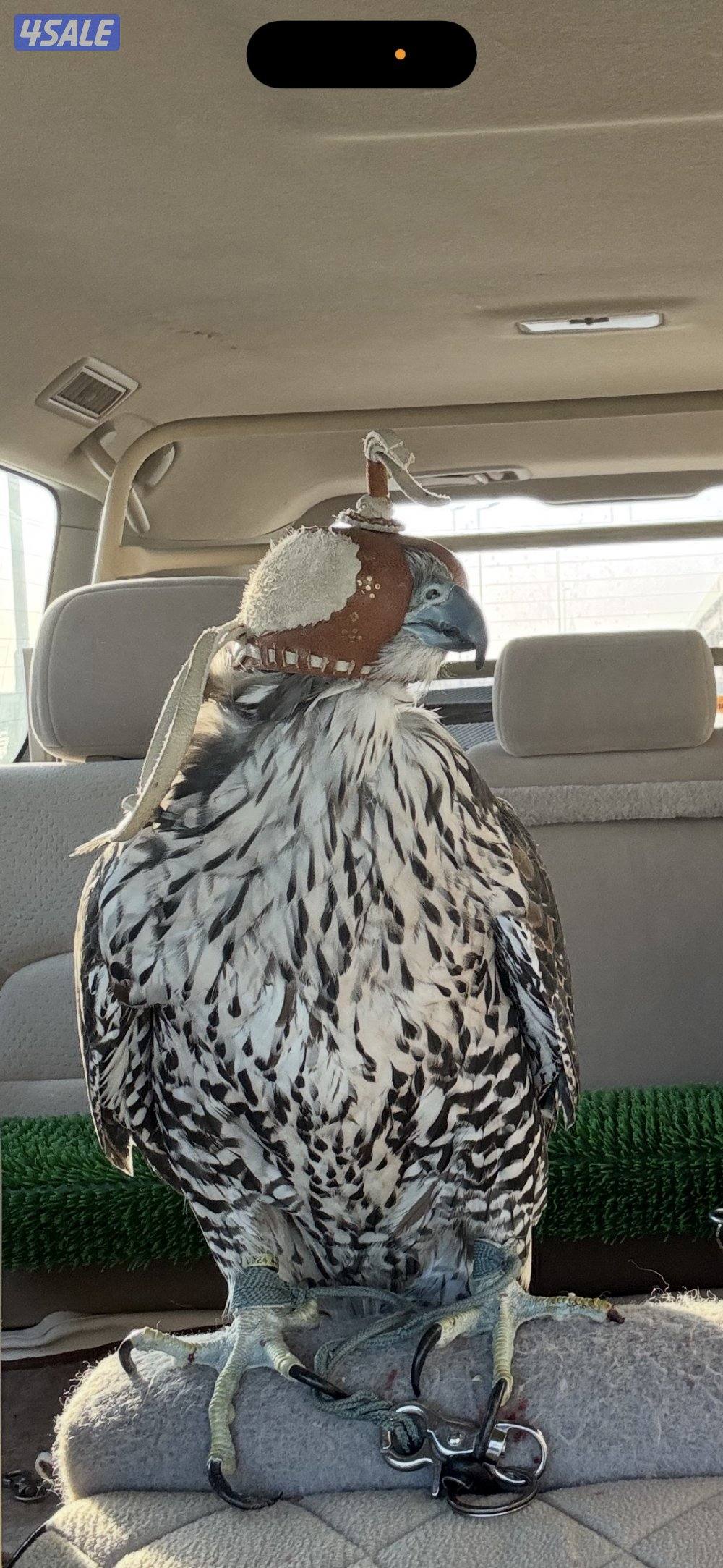 جير بيور جم ولسن بكر ١٨/١٨0