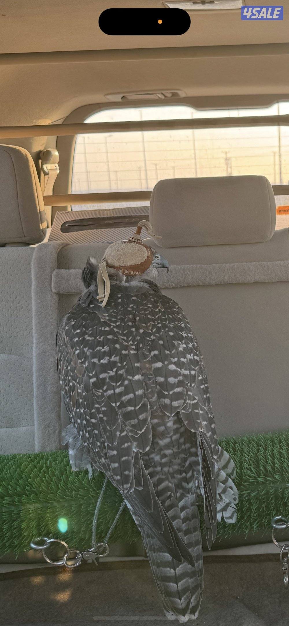 جير بيور جم ولسن بكر ١٨/١٨1