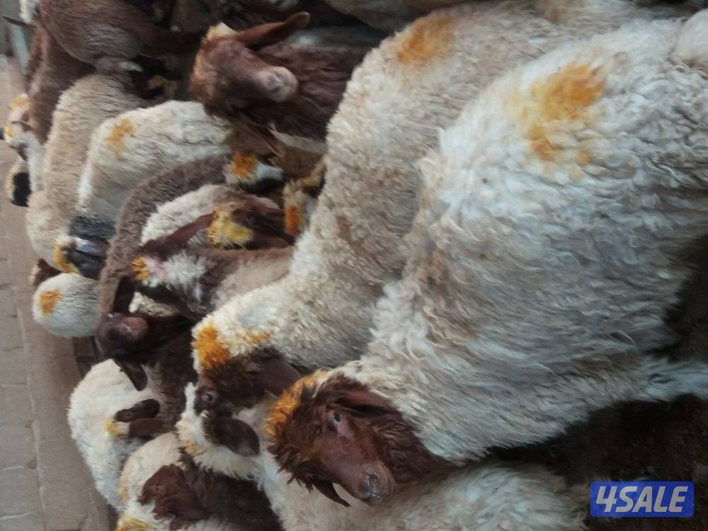 6620137@ ذبايح الكويت/ اغنام للبيع توصيل جميع مناطق الكويت1