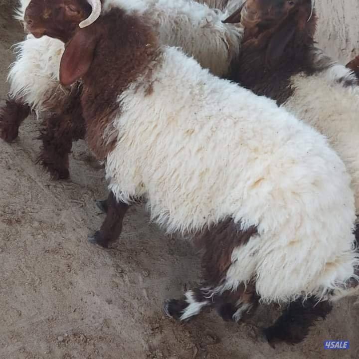 6620137@ ذبايح الكويت/ اغنام للبيع توصيل جميع مناطق الكويت2