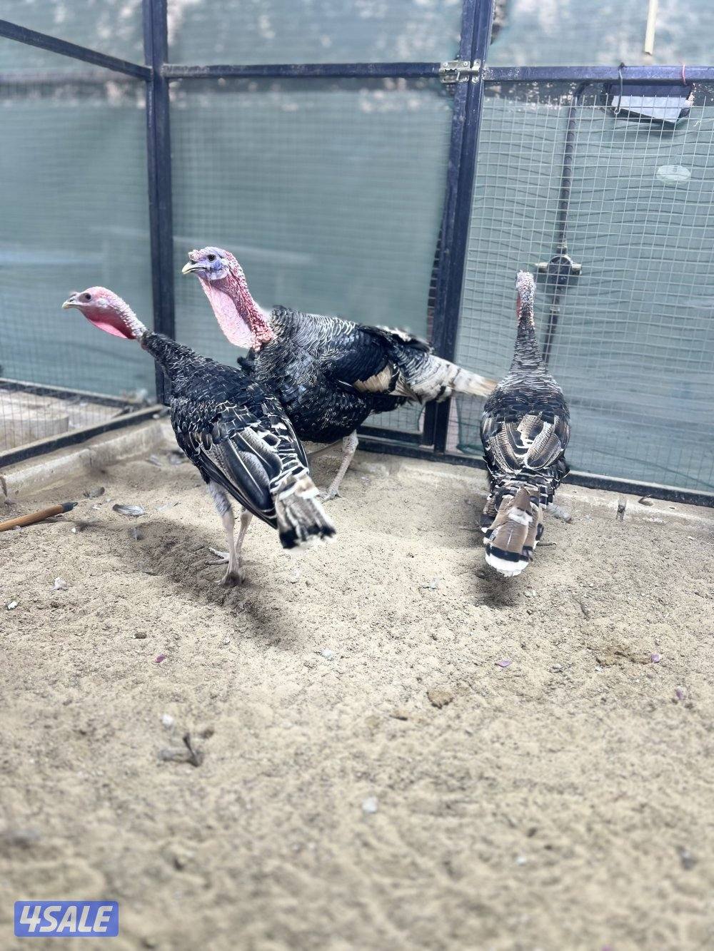 لعشاق النوادر0