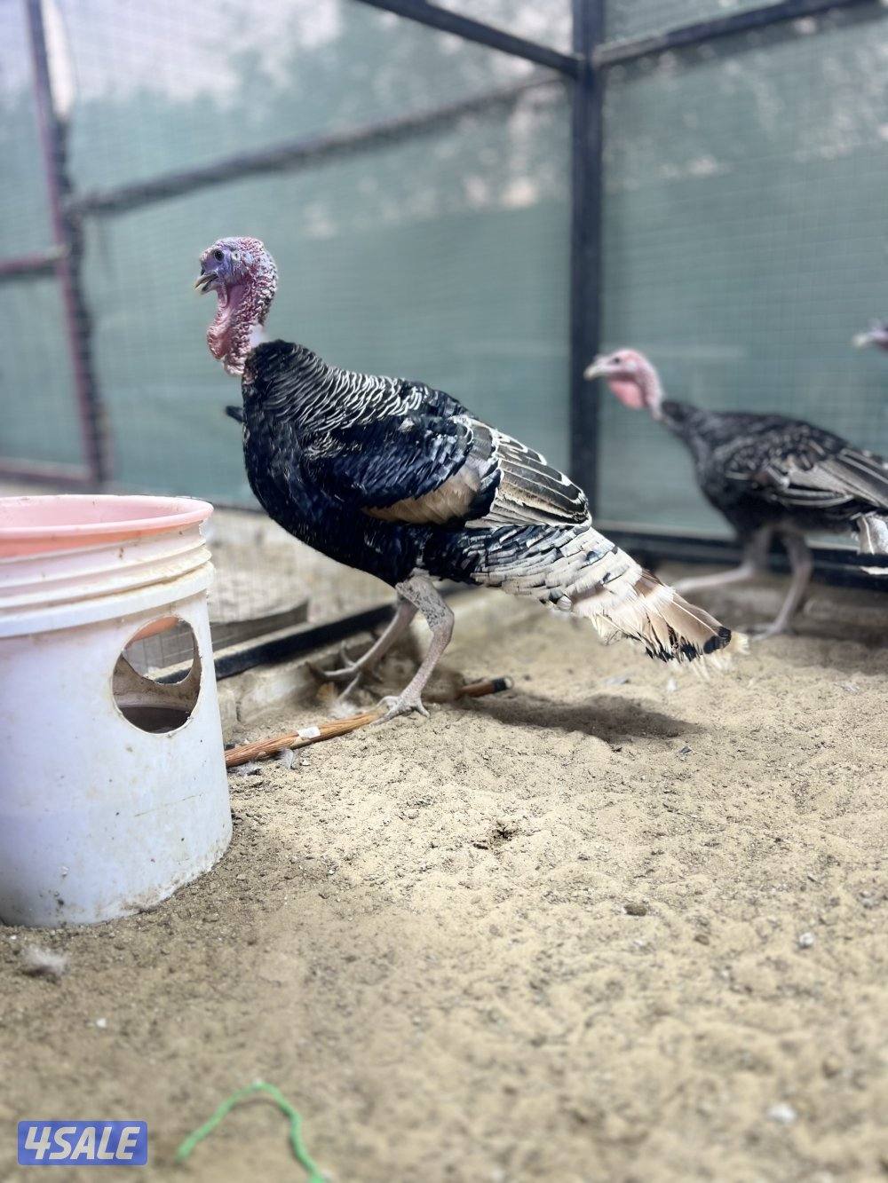 لعشاق النوادر1