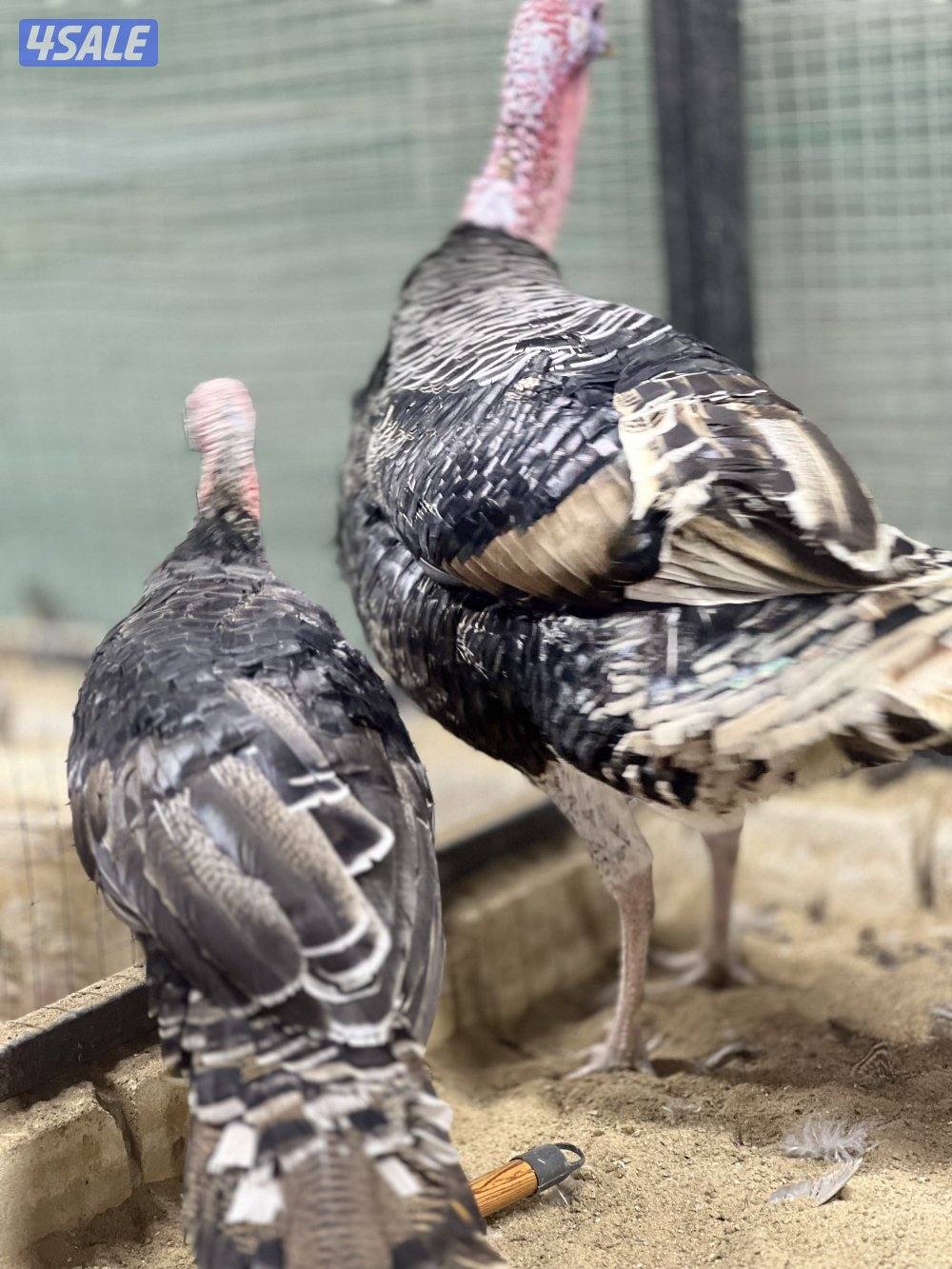 لعشاق النوادر2