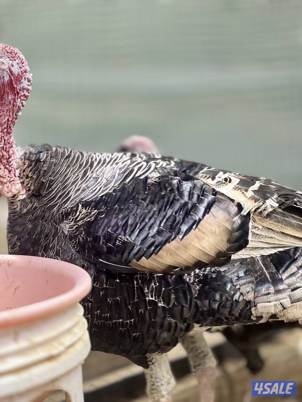 لعشاق النوادر3