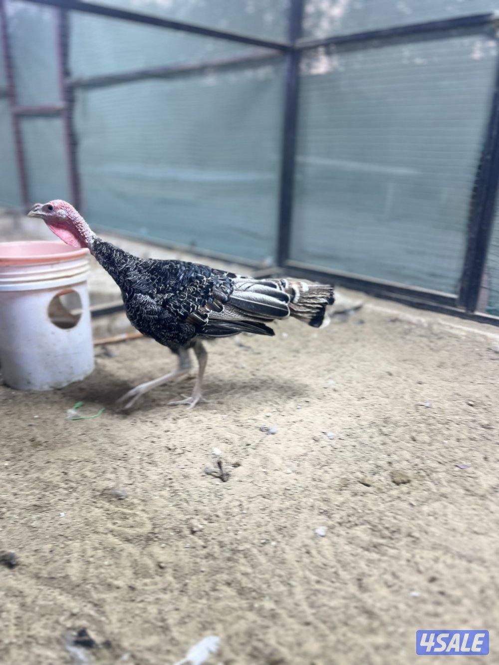 لعشاق النوادر4