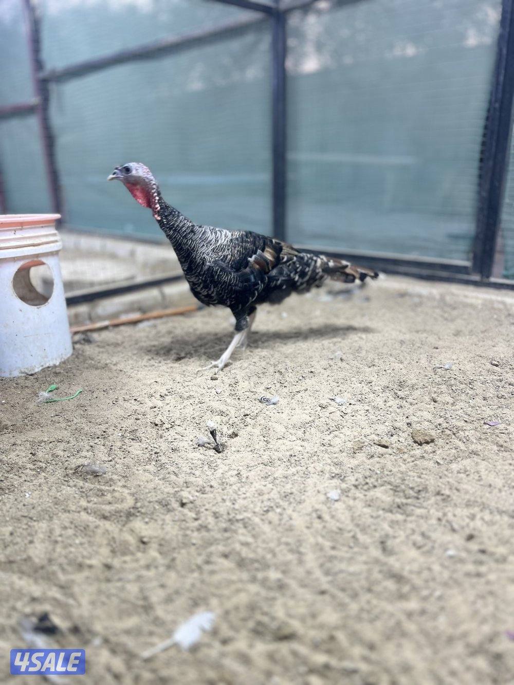 لعشاق النوادر5