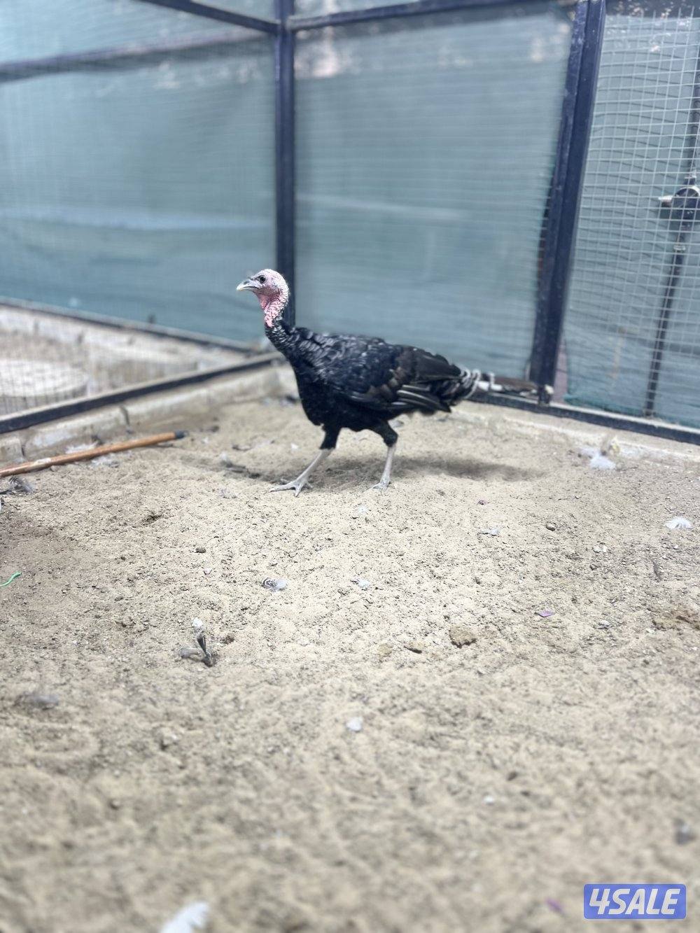 لعشاق النوادر6