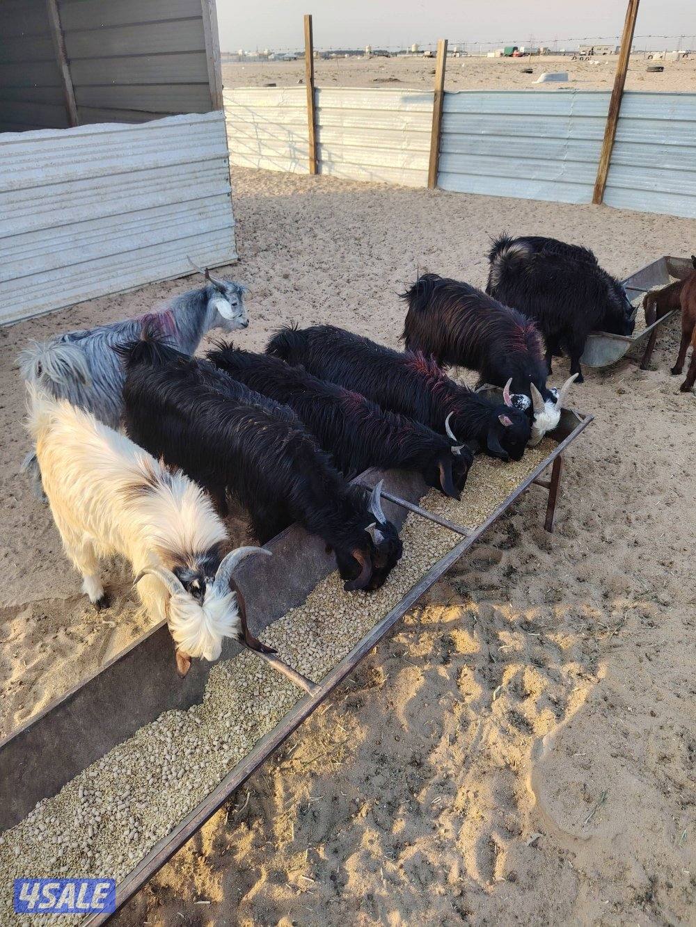 للبيع تيوس عربي سورية معلوفه طيبة في البر تيوس فاخره1