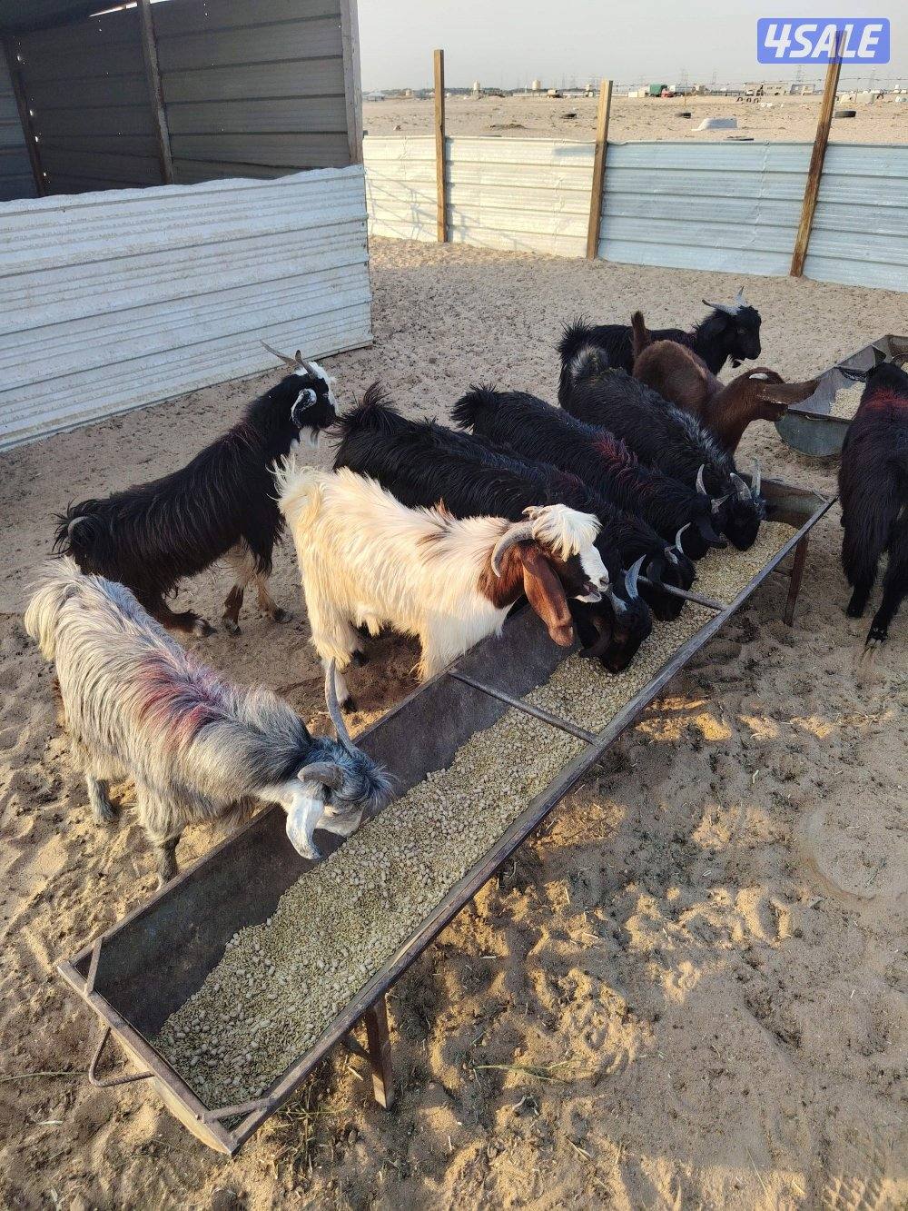 للبيع تيوس عربي سورية معلوفه طيبة في البر تيوس فاخره2