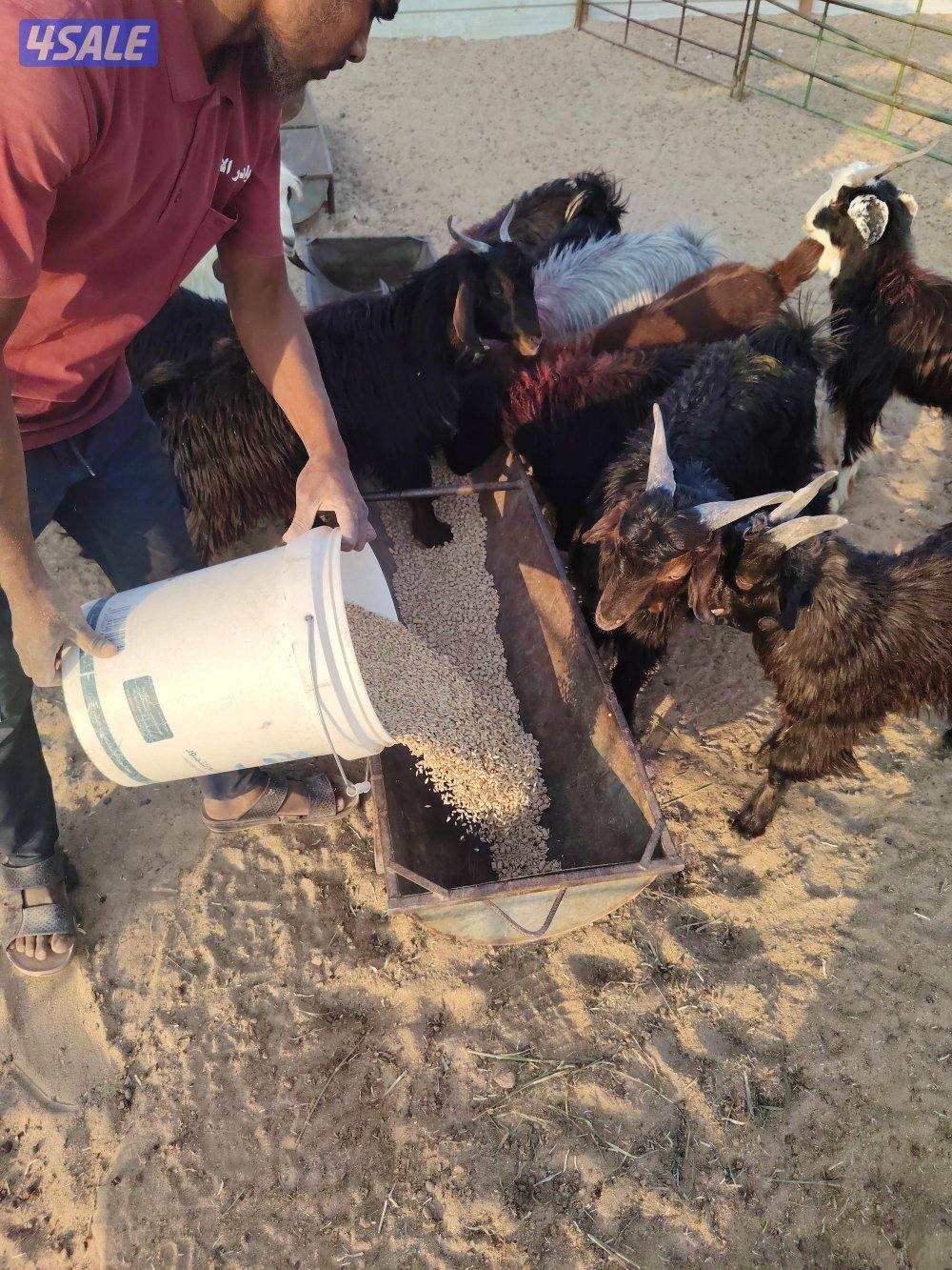 للبيع تيوس عربي سورية معلوفه طيبة في البر تيوس فاخره3