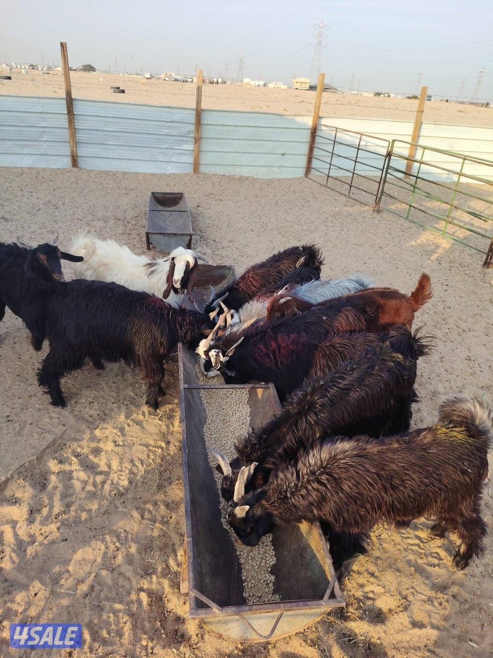 للبيع تيوس عربي سورية معلوفه طيبة في البر تيوس فاخره4