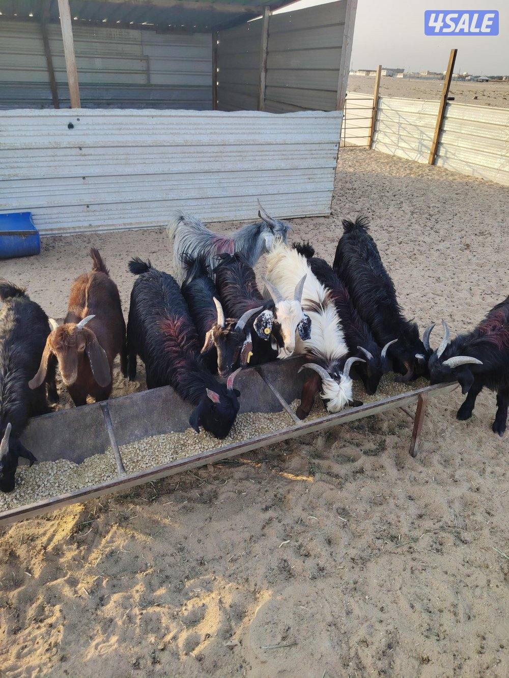 للبيع تيوس عربي سورية معلوفه طيبة في البر تيوس فاخره6