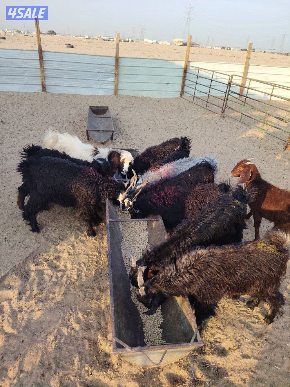 للبيع تيوس عربي سورية معلوفه طيبة في البر تيوس فاخره7