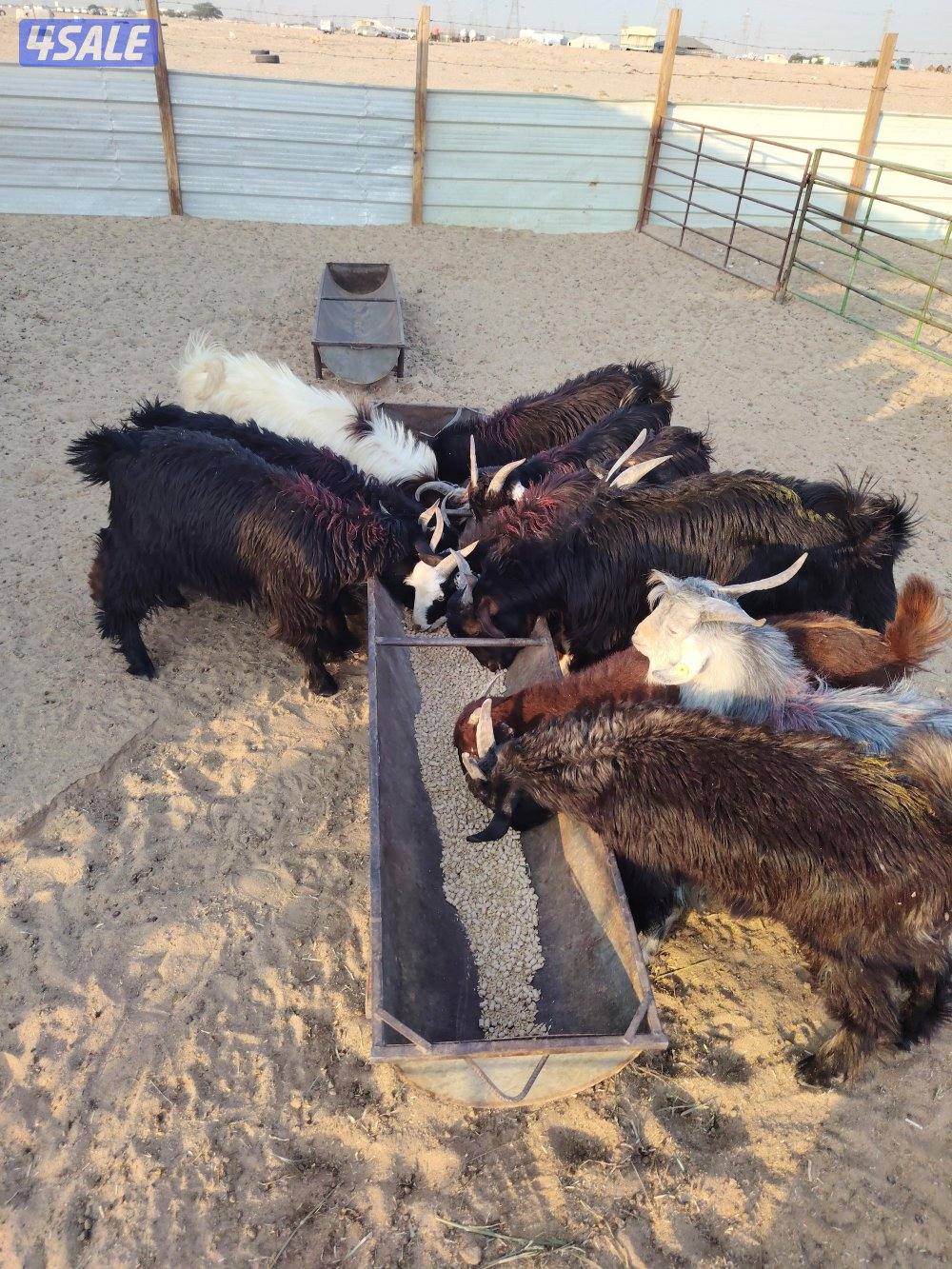 للبيع تيوس عربي سورية معلوفه طيبة في البر تيوس فاخره8