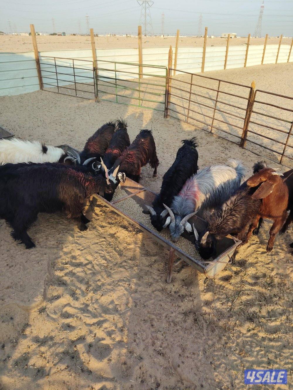 للبيع تيوس عربي سورية معلوفه طيبة في البر تيوس فاخره9