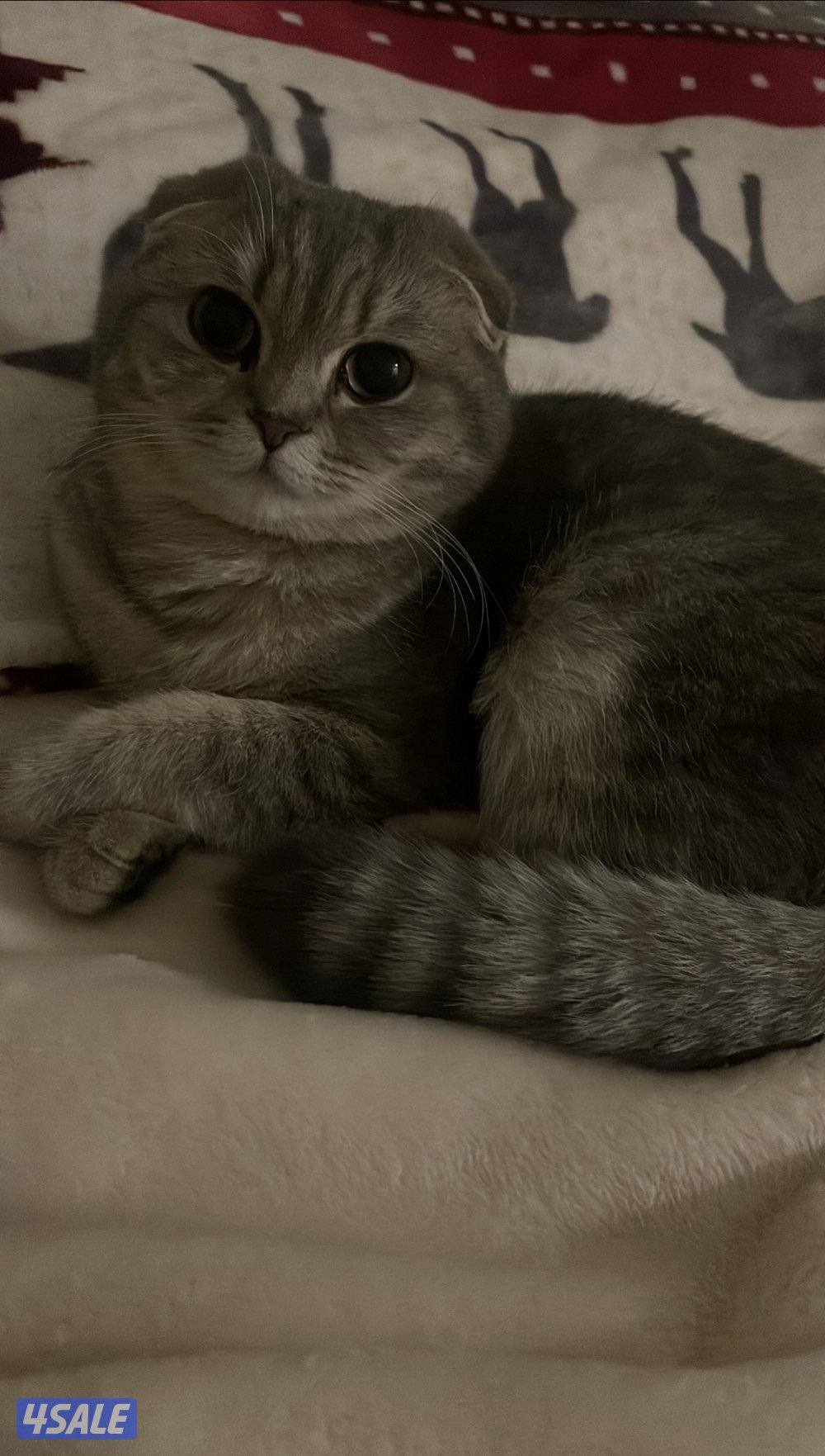 سكوتش فولد انثى0