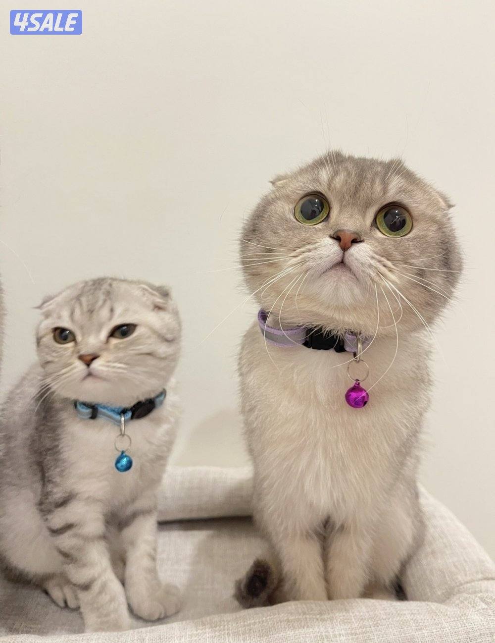 سكوتش فولد انثى1