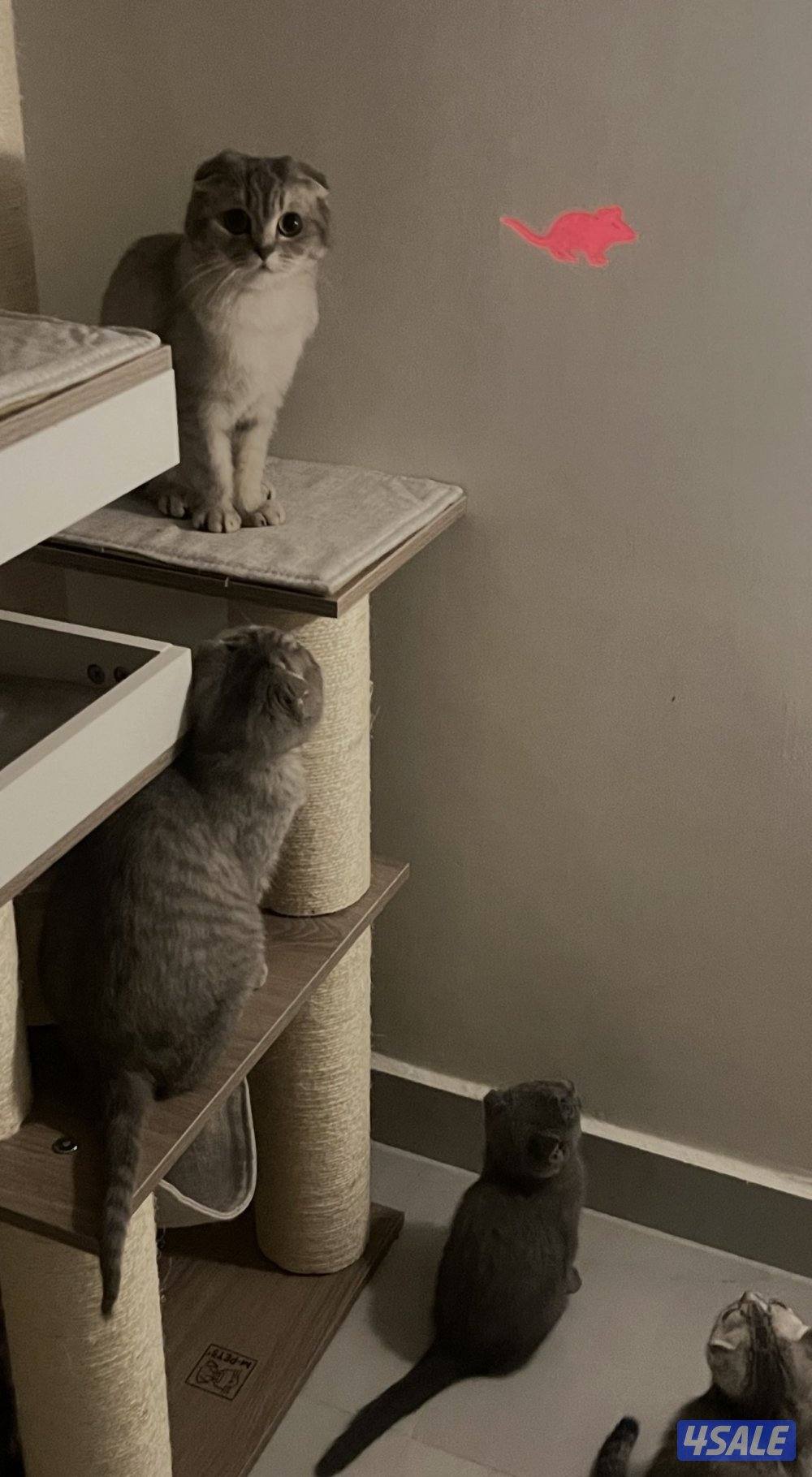 سكوتش فولد انثى2