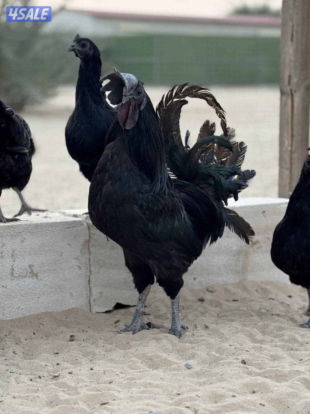 مستوى فاخر جداً ايام سيماني + براهما + فروخ سيماني0