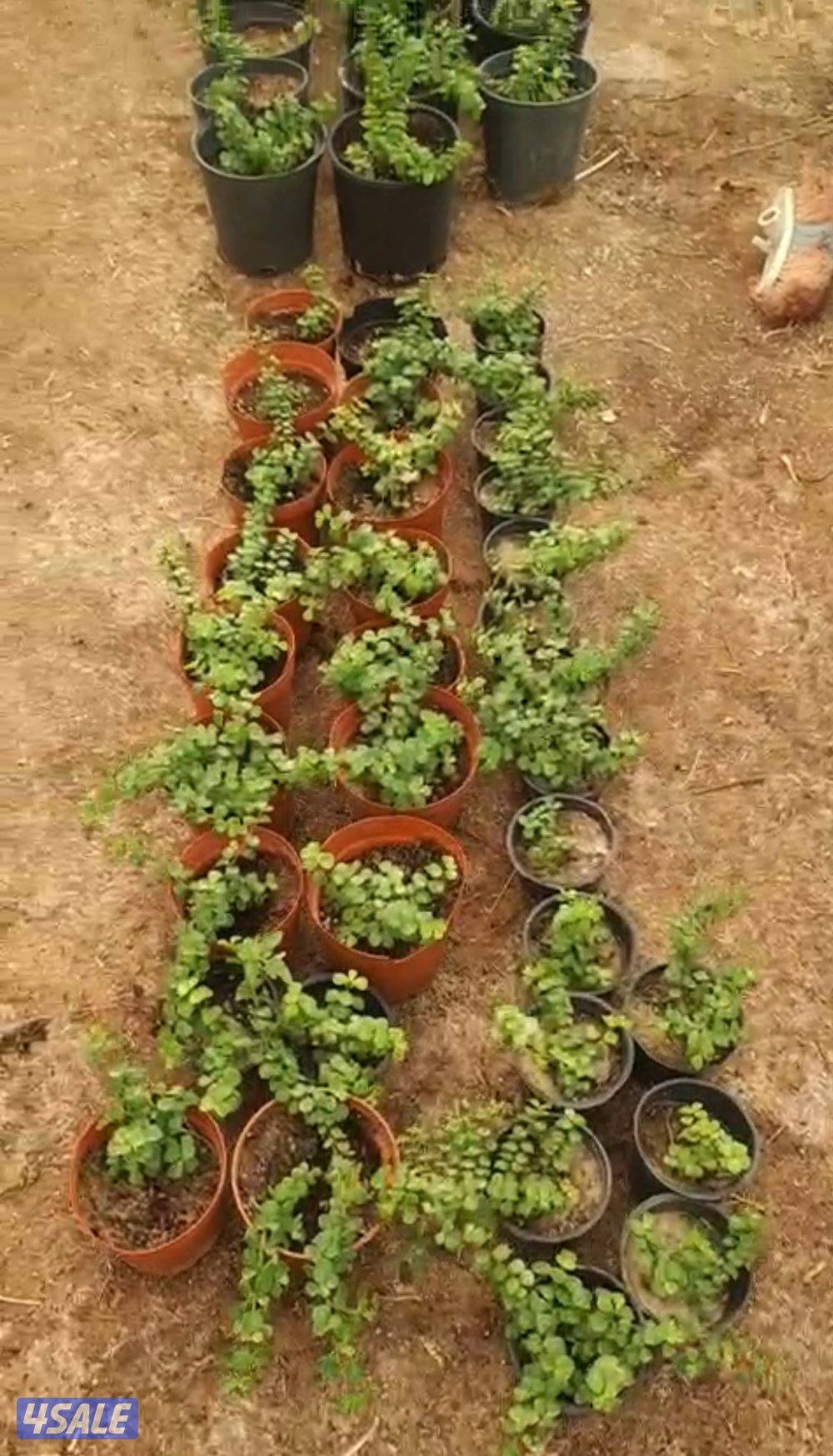 للبيع رشاشات ماء كبيرة جدا وشتلات زينة جملة عدد ٢٠٠ حبة1