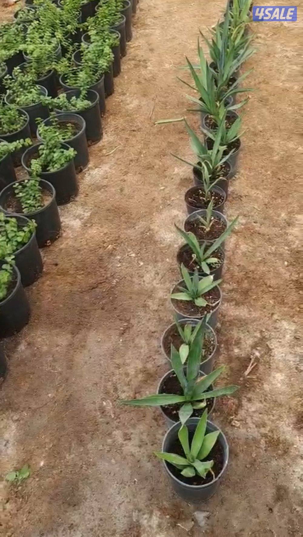 للبيع رشاشات ماء كبيرة جدا وشتلات زينة جملة عدد ٢٠٠ حبة2