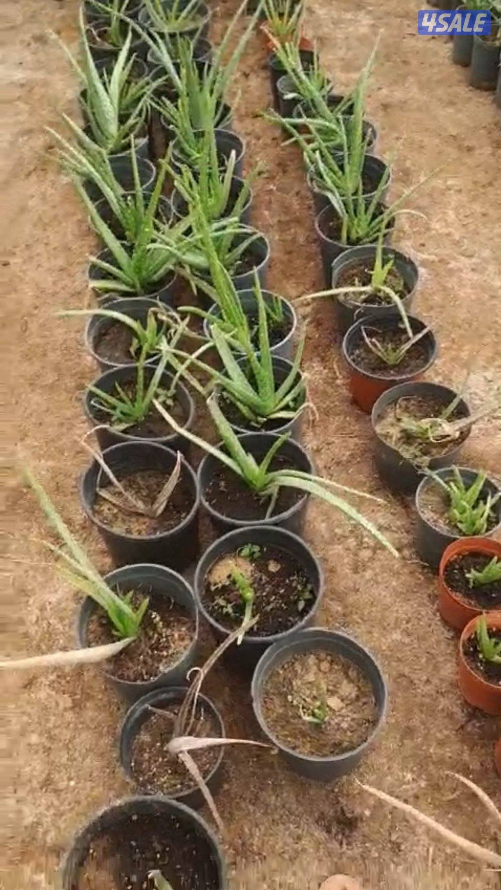 للبيع رشاشات ماء كبيرة جدا وشتلات زينة جملة عدد ٢٠٠ حبة3