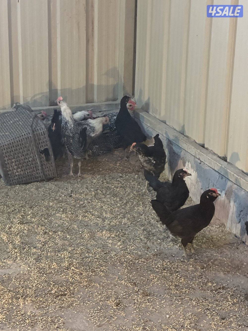 دجاج اسود عراقي حجم جانبو +فيومي +صيصان عربي قديم0