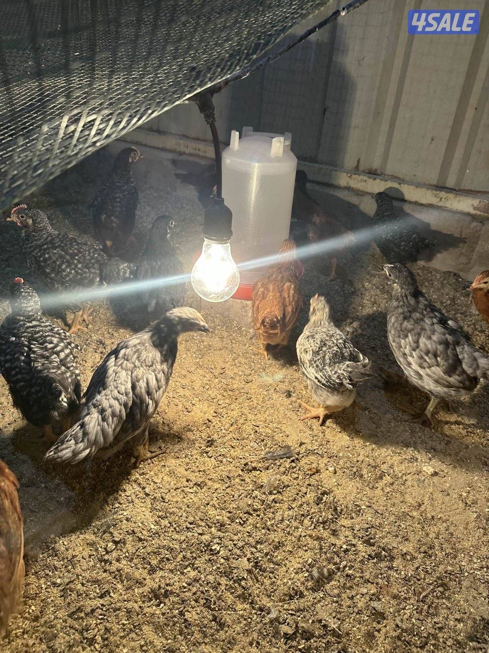 دجاج اسود عراقي حجم جانبو +فيومي +صيصان عربي قديم1