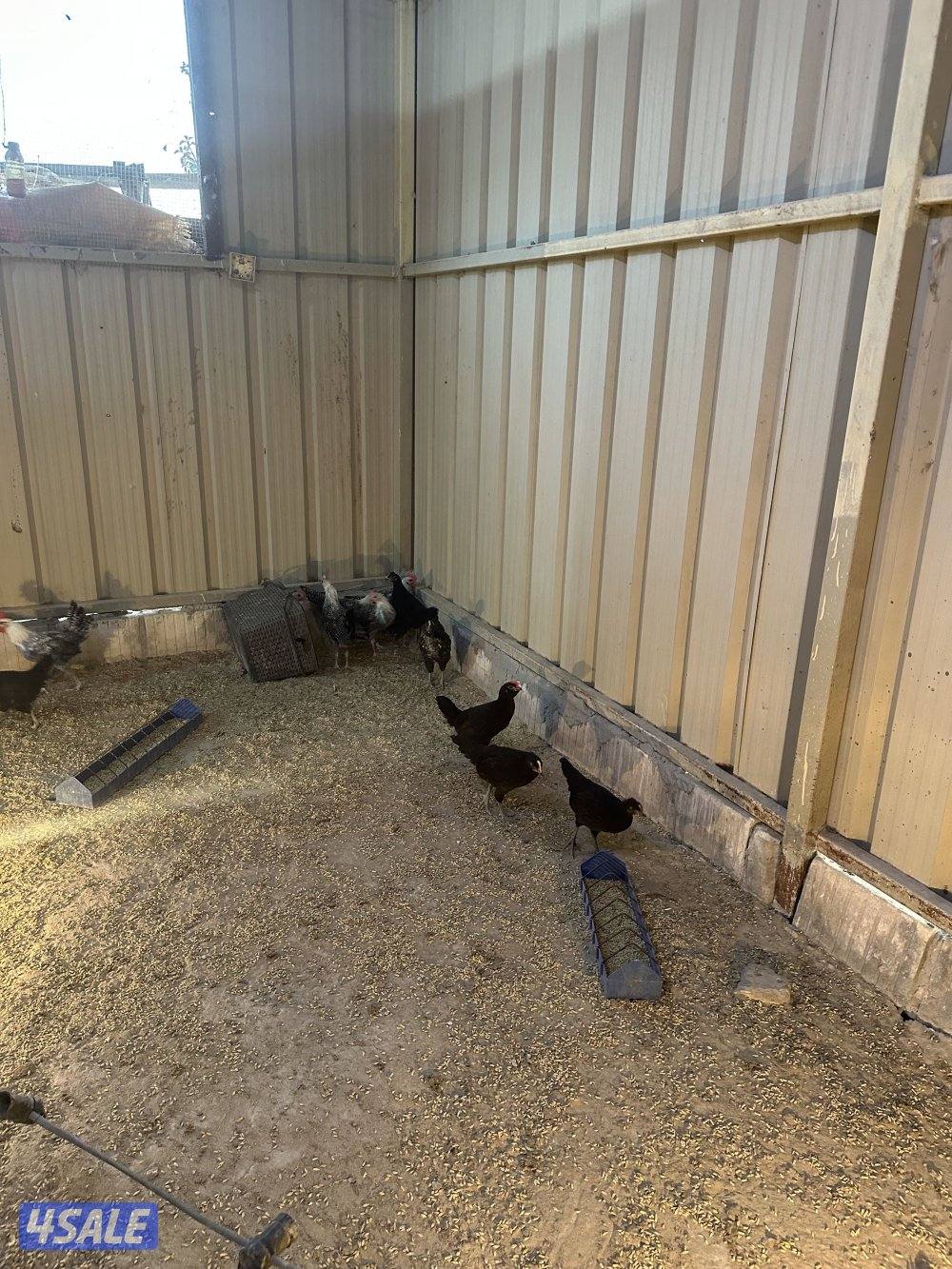 دجاج اسود عراقي حجم جانبو +فيومي +صيصان عربي قديم2