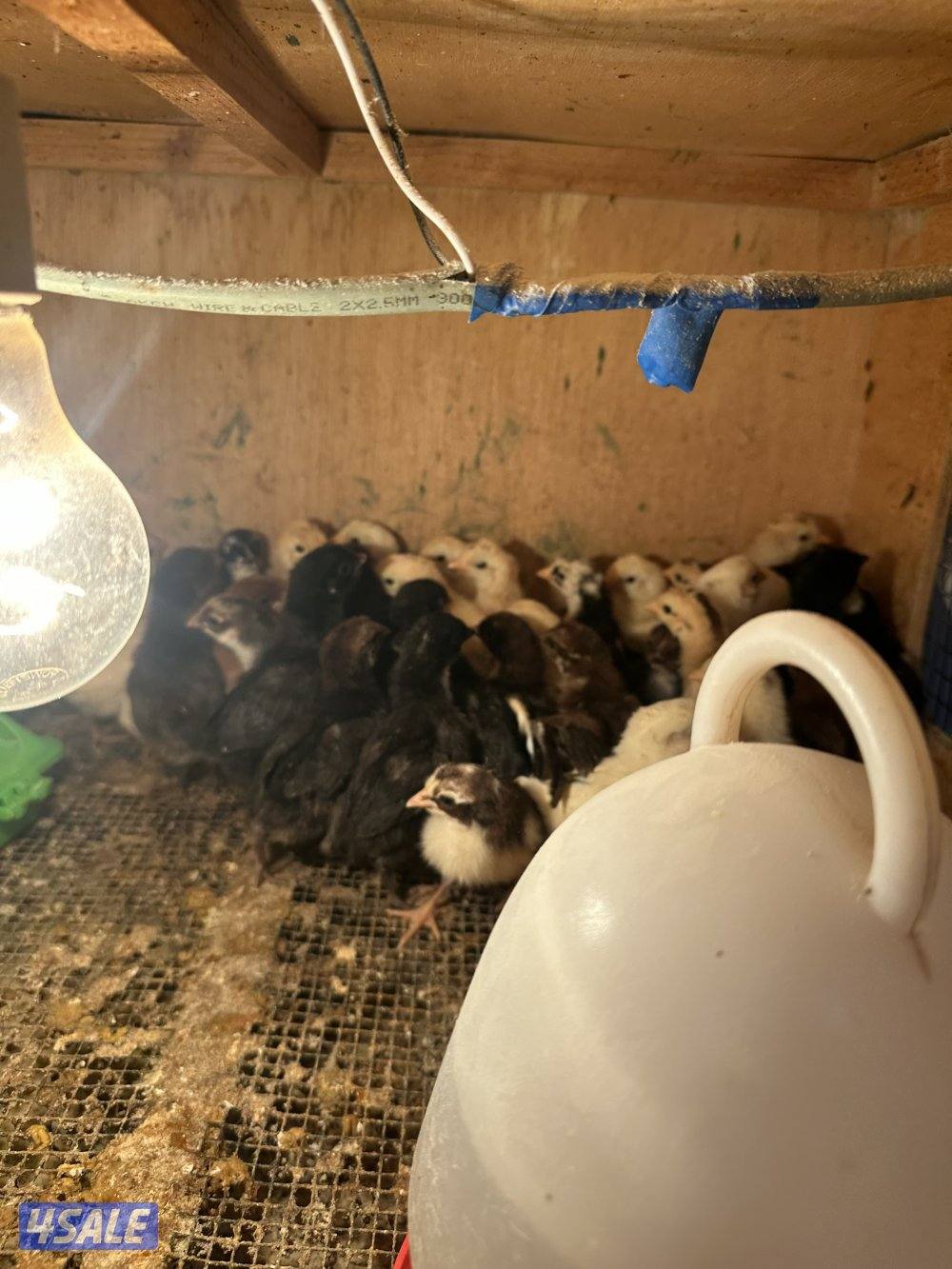 دجاج اسود عراقي حجم جانبو +فيومي +صيصان عربي قديم3