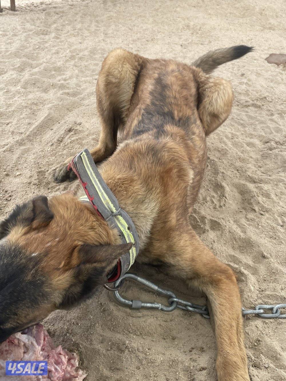 مالينو 8 شهور2