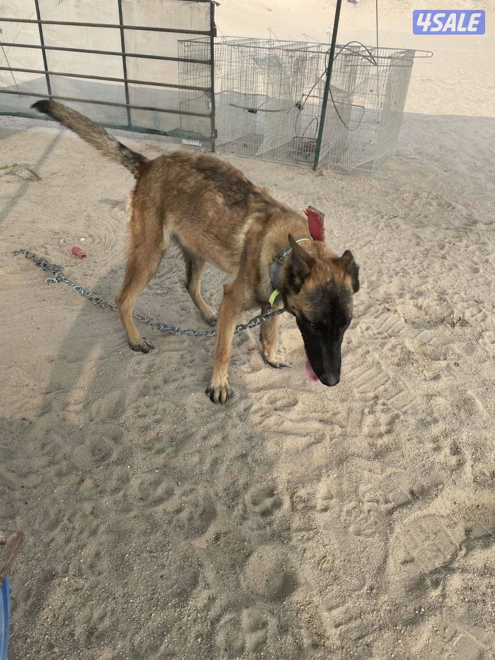 مالينو 8 شهور3