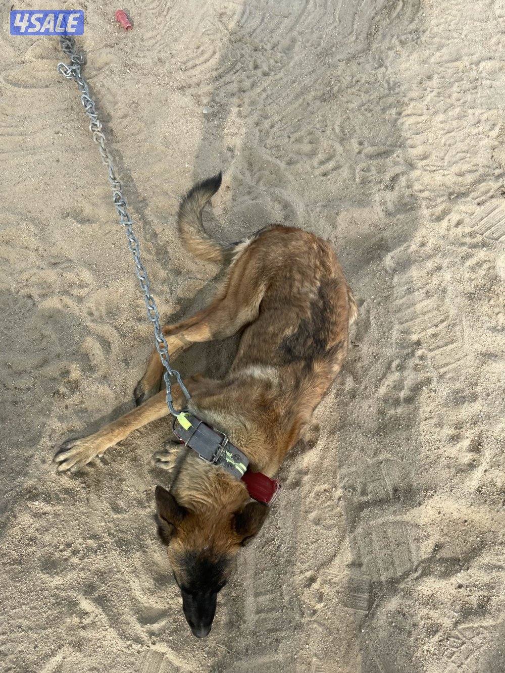 مالينو 8 شهور4