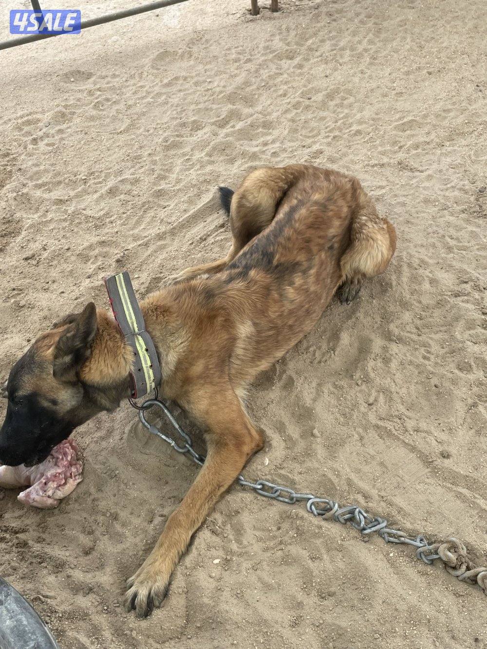 مالينو 8 شهور5