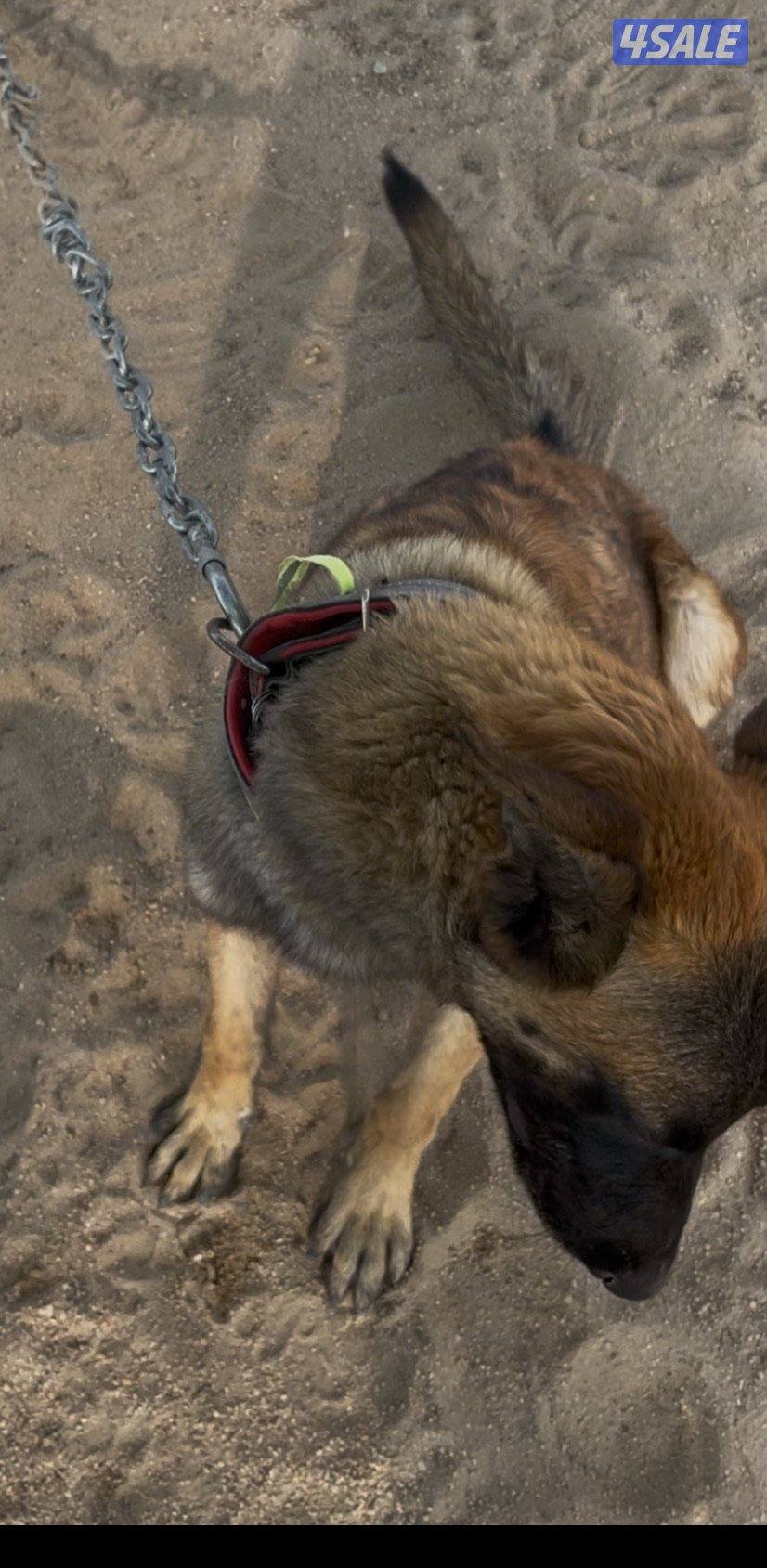 مالينو 8 شهور6