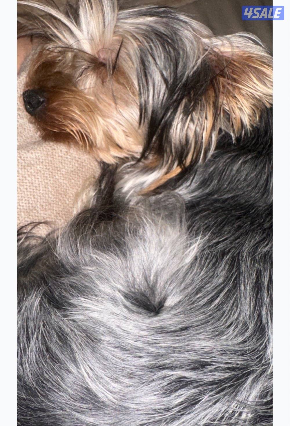 Yorkshire for sale with her things2