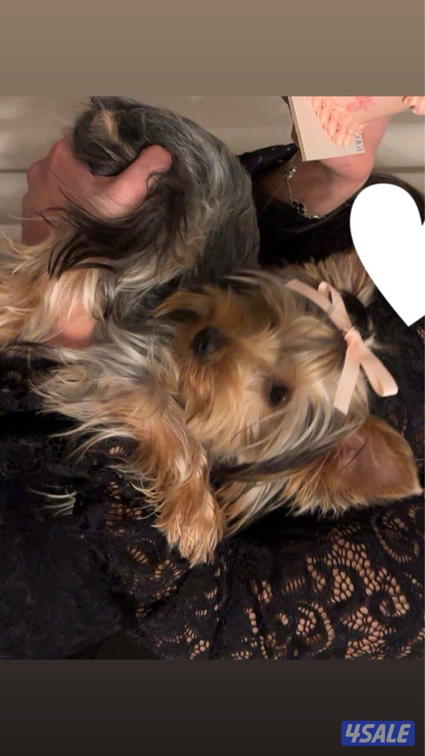 Yorkshire for sale with her things0