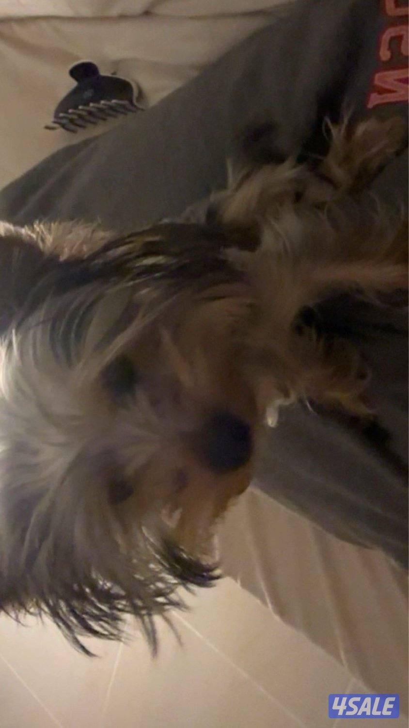 Yorkshire for sale with her things3