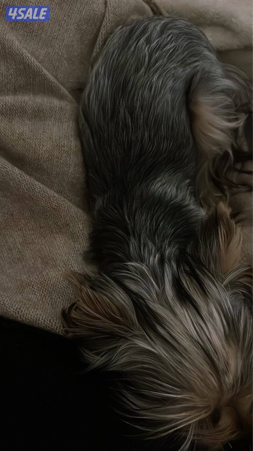 Yorkshire for sale with her things4