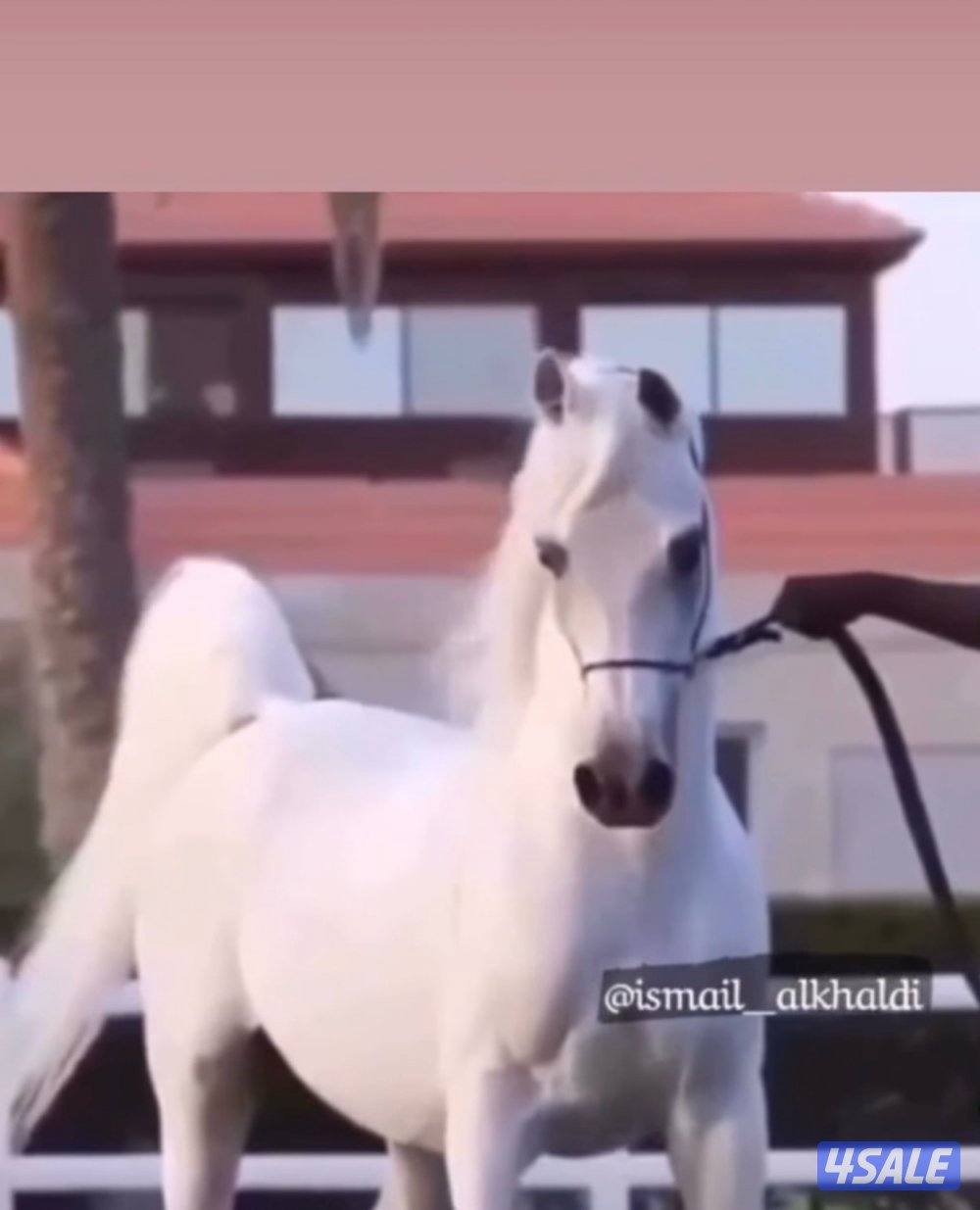 للبيع فرس مميزه بنت اجاز فواز0