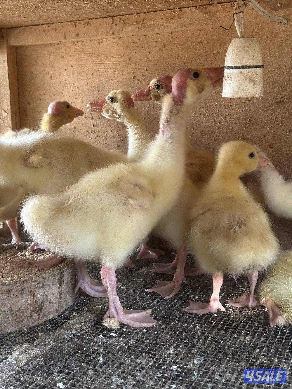 البيع فروخ وز كندي العين زرقا0