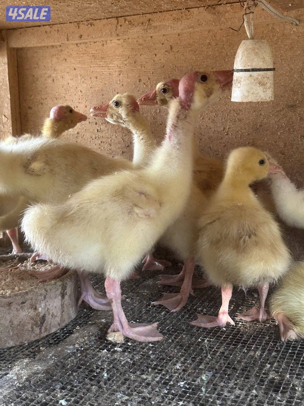 البيع فروخ وز كندي العين زرقا1