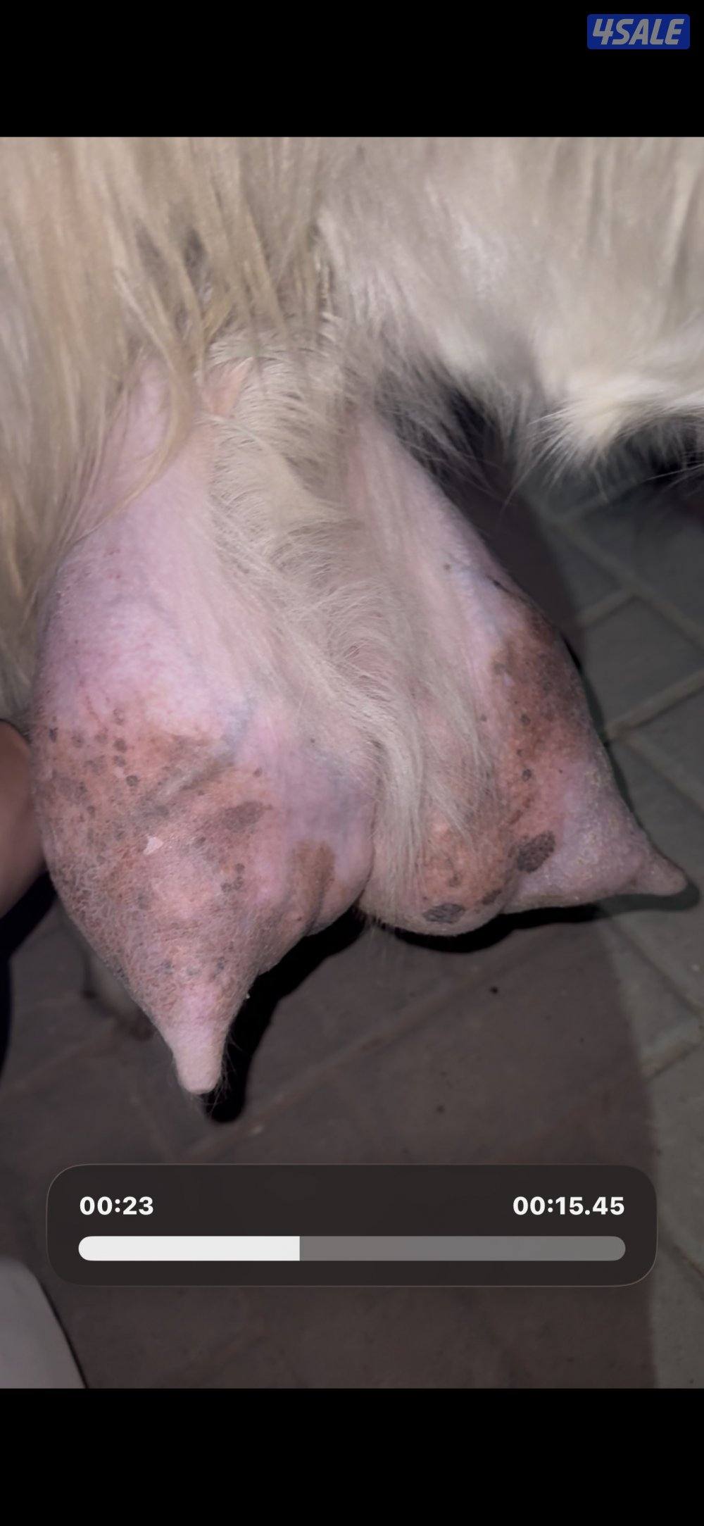 عنز حليب طيبه عارضيه شرط حليب1