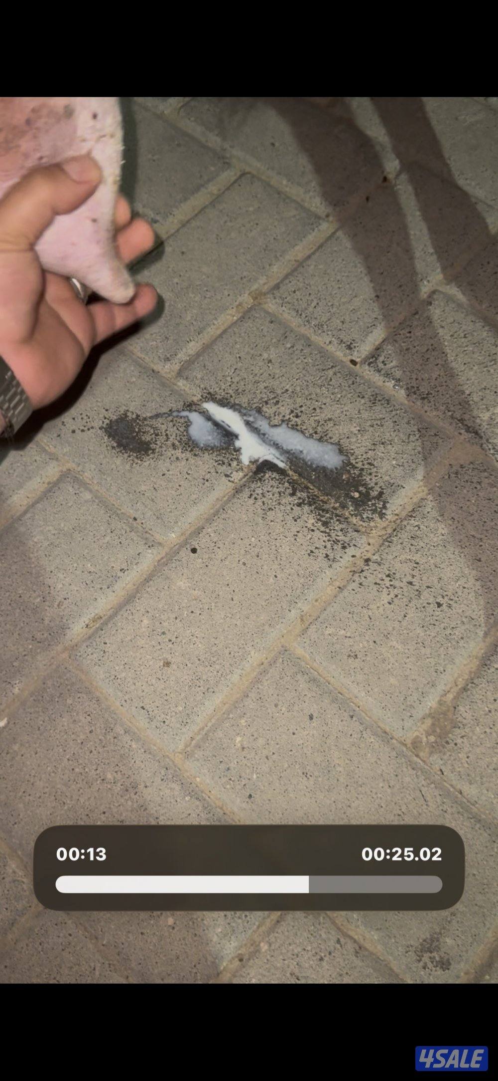 عنز حليب طيبه عارضيه شرط حليب2