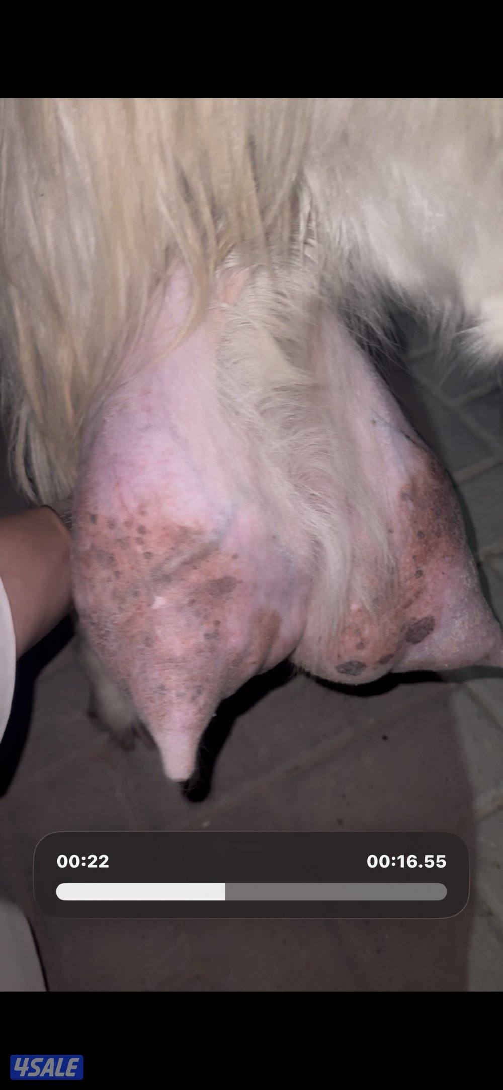 عنز حليب طيبه عارضيه شرط حليب3