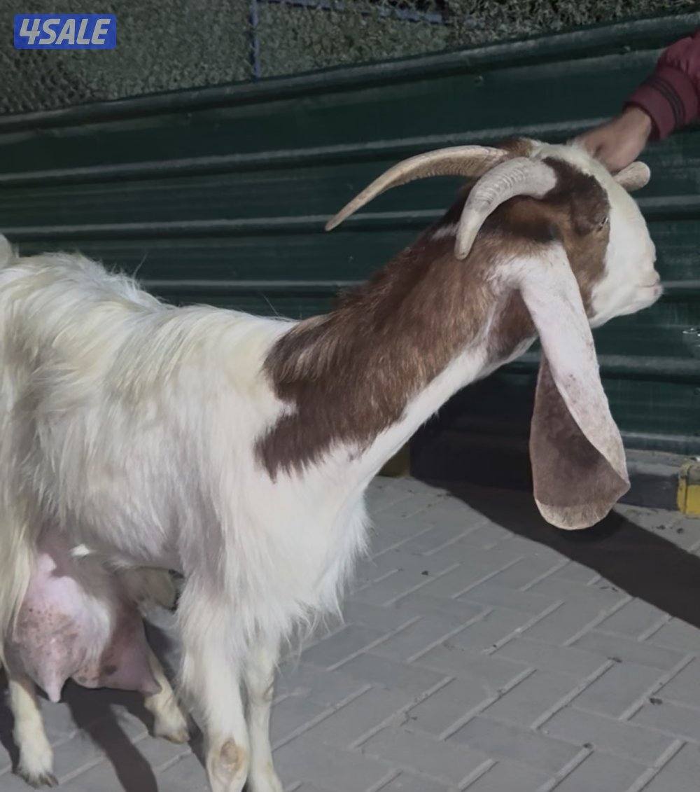 عنز حليب طيبه عارضيه شرط حليب4